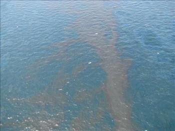 Restos del crudo vertido en el sitio donde estaba ubicada la plataforma petrolífera Deepwater Horizon. (Foto: EFE)