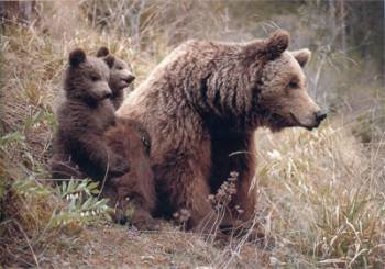 Uno de los últimos ejemplares de oso pardo de los Pirineos.