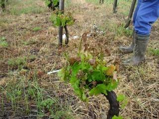 La hojas de algunos viñedos de O BArco muestran los daños causados por las heladas