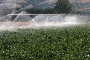 Campos de la comarca de A Limia reciben agua de un regadío. (Foto: Xesús Fariñas)