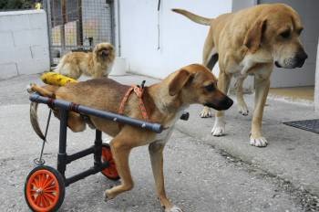 Andarina, con otros dos compañeros en la perrera municipal. (Foto: MARTIÑO PINAL)