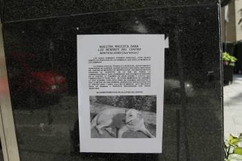 Uno de los carteles con la perra colocados en la ciudad. (Foto: Miguel Angel)