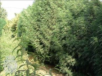 Una plantación de marihuana (archivo)
