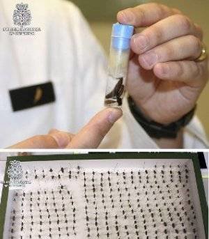 Los insectos pueden conservar rastros de ADN humano