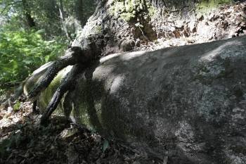 El miliario, atrapado bajo las raíces de un carballo, en Congostro. (Foto: Miguel Angel)