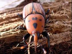 Escarabajo picudo, devorador de palmeras