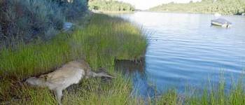 Uno de los ciervos que han aparecido muertos en la Sierra de la Culebra, en la provincia de Zamora