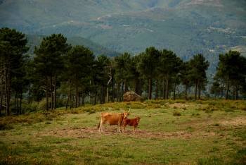 La comarca dispone de 14.000 hectáreas de arbolado prpiedad de comunidades de montes y cerca de 15.000 de matorral. (Foto: Eva Domínguez)