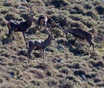 Cuatro ciervos en un monte castellano.