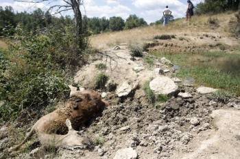 Ciervo muerto en un monte de la provincia de Zamora. (Foto: M.A.. Montesinos)