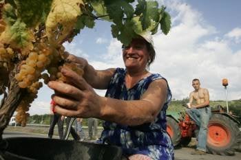 Una vendimiadora recoge la uva. (Foto: Marcos Atrio)