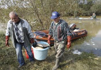 Dos pescadores sacan peces muertos del río Marcal.