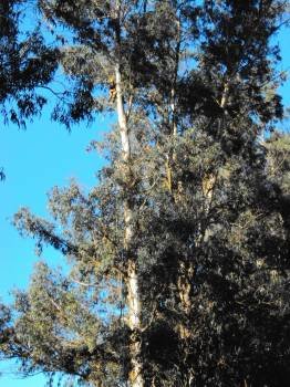 Uno de los eucaliptos podados.