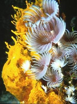 La acidificación podría contribuir a la extinción de numerosas especies marinas