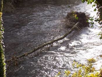 Un árbol en el cauce del río. (Foto: G.N.)