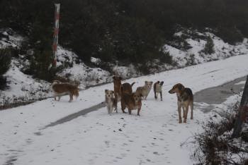 Un grupo de perros recorre una pista rural, próxima a la localidad de Santigoso, en el municipio barquense. (Foto: L.B.)
