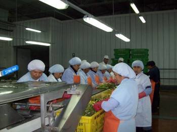 Grupo de trabajadoras en una fábrica de conservas vegetales. (Foto: ARCHIVO)
