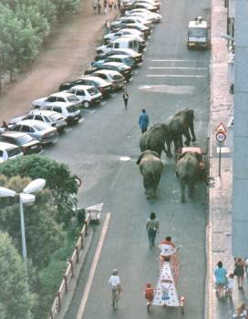 Un grupo de elefantes camina por el asfalto. (Foto: )