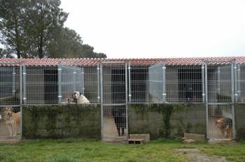 Un grupo de celdas donde se custodian los perros, en el refugio de A Medela. (Foto: MARTIÑO PINAL)