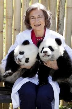  La reina Sofía posó con los pequeños osos panda Po y De De que han salido hoy por primera vez del área de cría en el Zoo aquarium de Madrid.