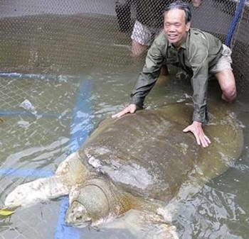 La tortuga del lago Ho Hoan Kiem recién capturada