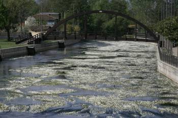 Abundantes bancos de algas en el río Támega, a su paso por Verín. (Foto: MARCOS ATRIO)