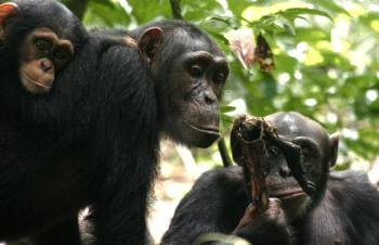 Imagen de una familia de chimpancés. (Foto: EFE)