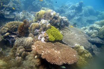Arrecife de coral en Bali. (Foto: EFE)