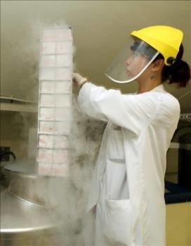 Investigadora de células madre. (Foto: EFE)