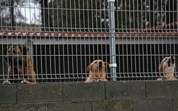 Cans custodiados, no Refuxio de Animais do Carballiño, ubicado en A Medela. (Foto: MARTIÑO PINAL)