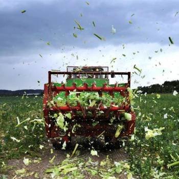 Un agricultor hace trizas su cultivo en el campo de Ronnenberg, Alemania. Foto: EFE