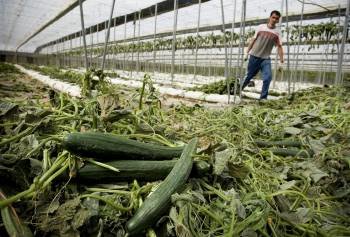 Un trabajador arranca plantas de pepino por la crisis alimentaria en un invernadero almeriense (Foto: Carlos Barba)