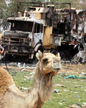 Un camello permanece frente a un camión quemado en un ataque aéreo de la OTAN, según fuentes gubernamentales, en Trípoli, Libia. Foto: EFE