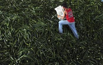 Millones de hortalizas, sobre todo pepinos, se eliminaron en muchos mercados de todo el mundo. (Foto: R. GHEMENT)