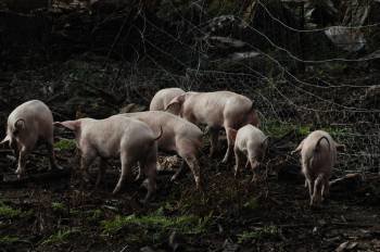Cerdos celtas criados en los montes de Beariz. (Foto: Martiño Pinal)
