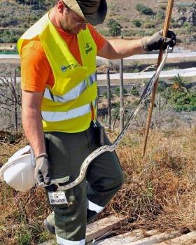 Técnico del plan de control de este animal creado por el Gobierno de Canarias sostiene un ejemplar recién atrapado bajo una plancha de zinc. Foto: EFE