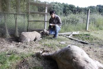 El hijo del ganadero, Rubén Castrelo, muestra dos ovejas muertas a causa del ataque. (Foto: LAVANDEIRA JR.)