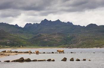 La preciada ganadería autóctona pasta, libre, en las orillas de los embalses del Xurés.  (Foto: MANI MORETÓN)