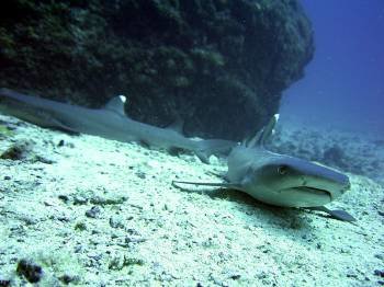 En la imagen, tiburones en aguas de mar Mediterráneo (Foto: ARCHIVO EFE)