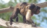 Cría de mono capuchino