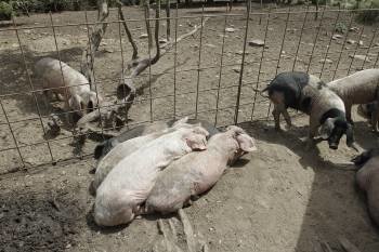 Algunos de los ejemplares de cerdos, en la explotación de Lebozán. (Foto: MIGUEL ÁNGEL)