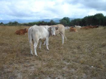 Reses de una explotación dedicada a la ganadería extensiva, en Cambela (O Bolo). (Foto: J.C.)