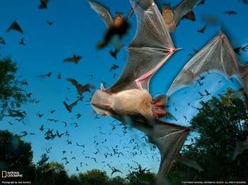 Una colonia de murciélagos, en pleno vuelo. (Foto: ARCHIVO)