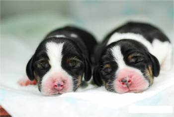 La imagen muestra los dos perros que por segunda generación han sido clonados con el fin de adelantar investigaciones sobre el Alzheimer y el Parkinson en humanos en experimentos adelantados por la Universidad Nacional de Seúl (Foto: EFE)