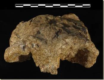Cráneo de un Homo Sapiens (Foto: EFE)