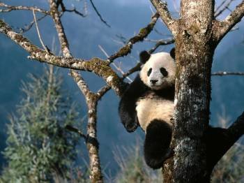 Un ejemplar de oso panda.