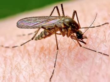 La vida media de una hembra de mosquito, que es la que pica, es de 50 a 60 días.