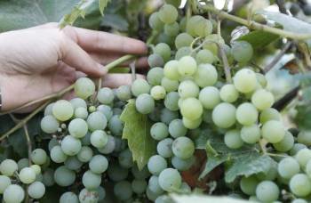 Los viñedos (en la foto en Redondela) están repletos de uvas ya completamente maduras. 