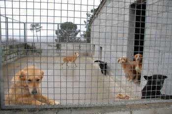 Un grupo de perros, en el refugio comarcal de animales de A Medela. (Foto: MARTIÑO PINAL)