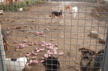 Perros abandonados, en la perrera municipal de O Carballiño. (Foto: MARTIÑO PINAL)